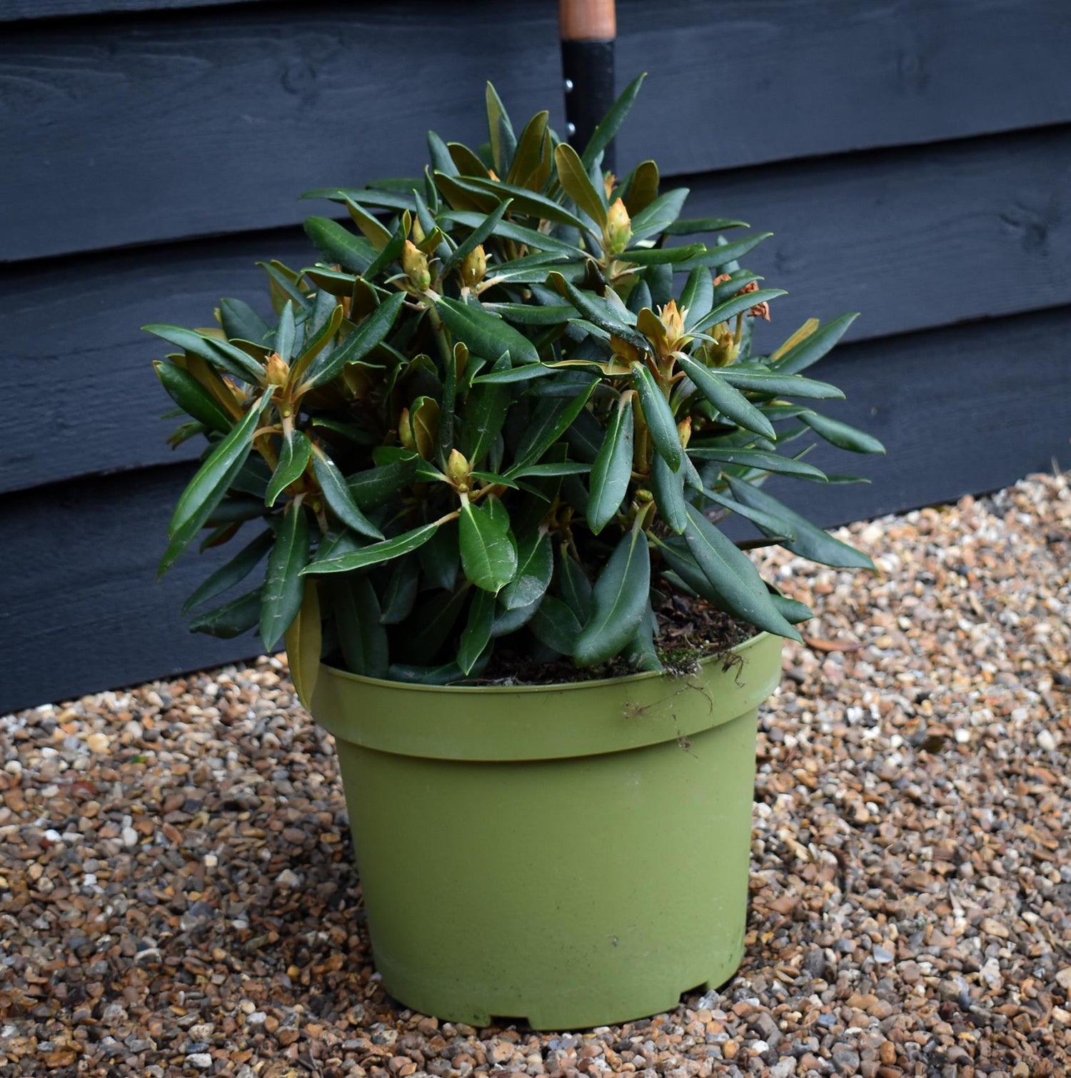 Rhododendron 'Kalinka' - Shrub - Height 60-70cm - 20lt
