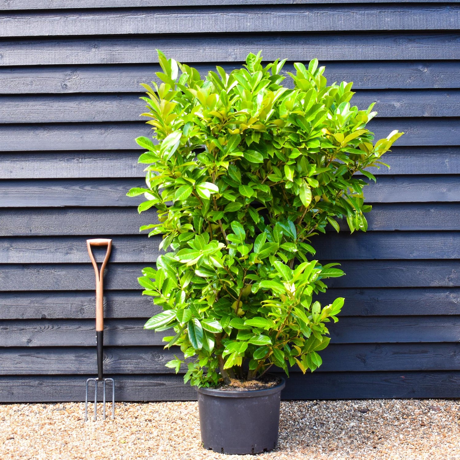 Cherry Laurel | Prunus Rotundifolia - Height 200-220cm - 30lt