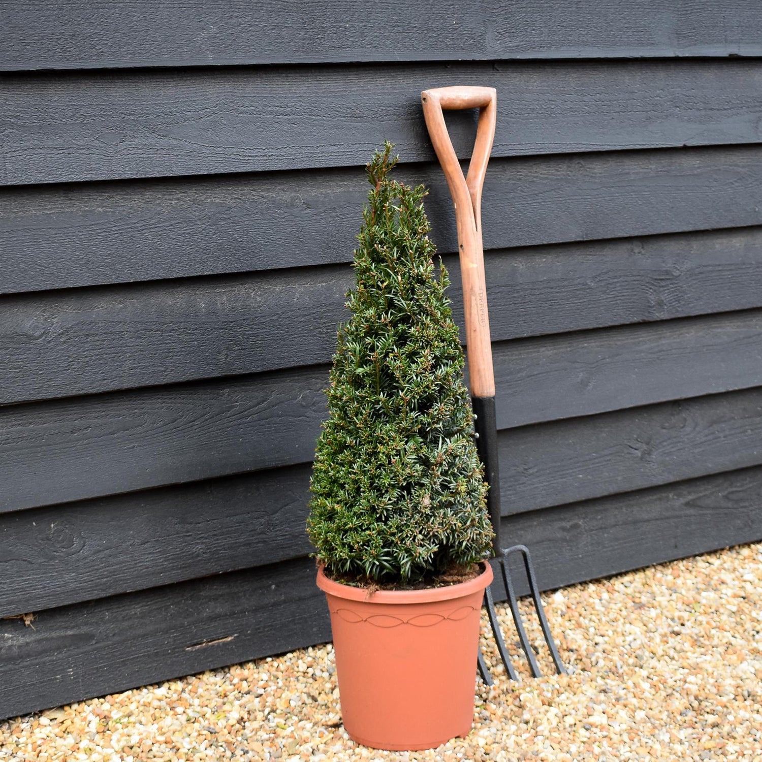 Taxus baccata | Yew tree - Cone - Height 60-70cm - 12lt