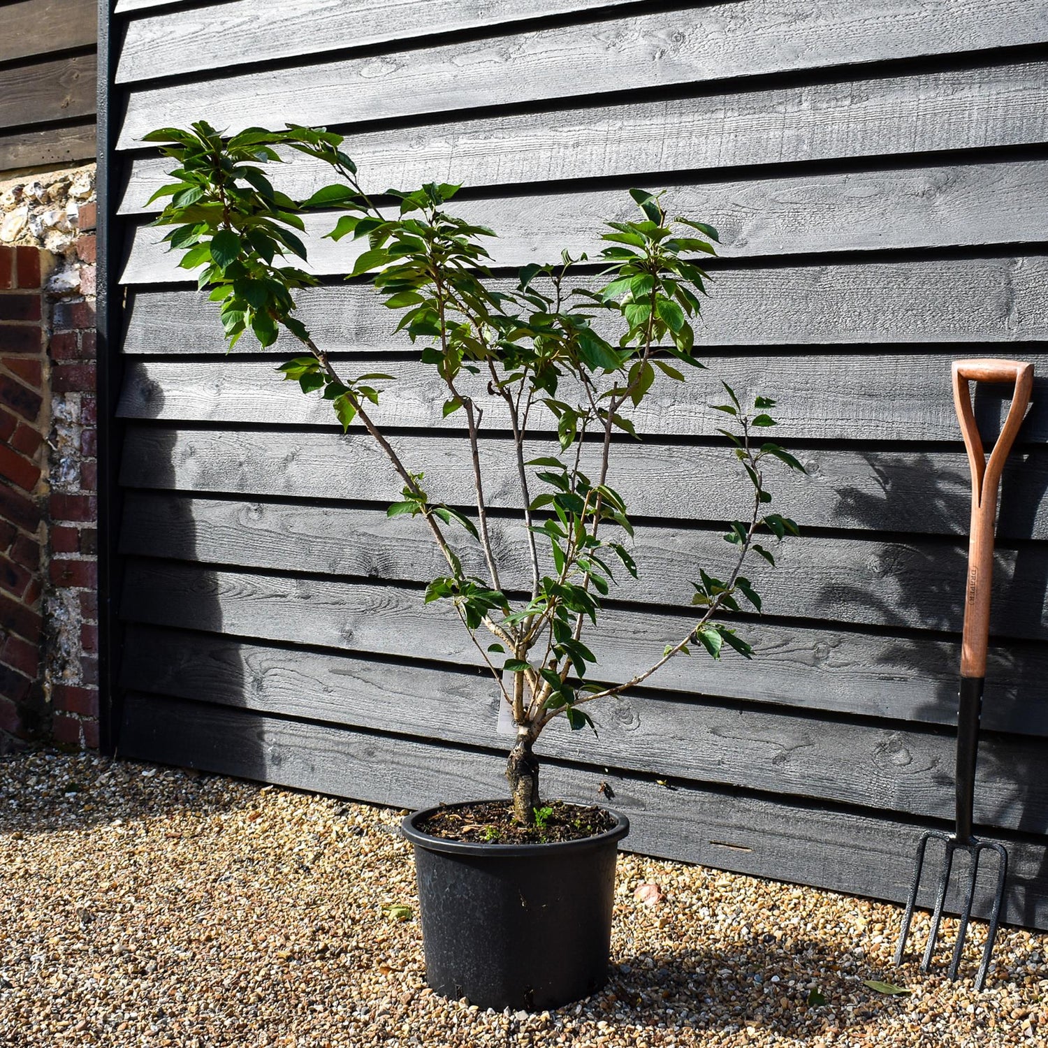 Cherry Kanzan | Prunus serrulata 'Kanzan' -  Bottom graft - Low Bush - Height 100-120cm - 20lt