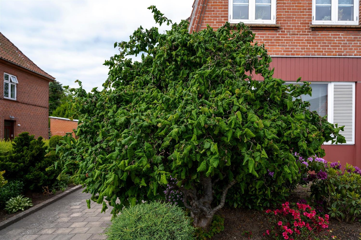 Corylus avellana 'Contorta' | Corkscrew Hazel - 170-180cm, 35lt