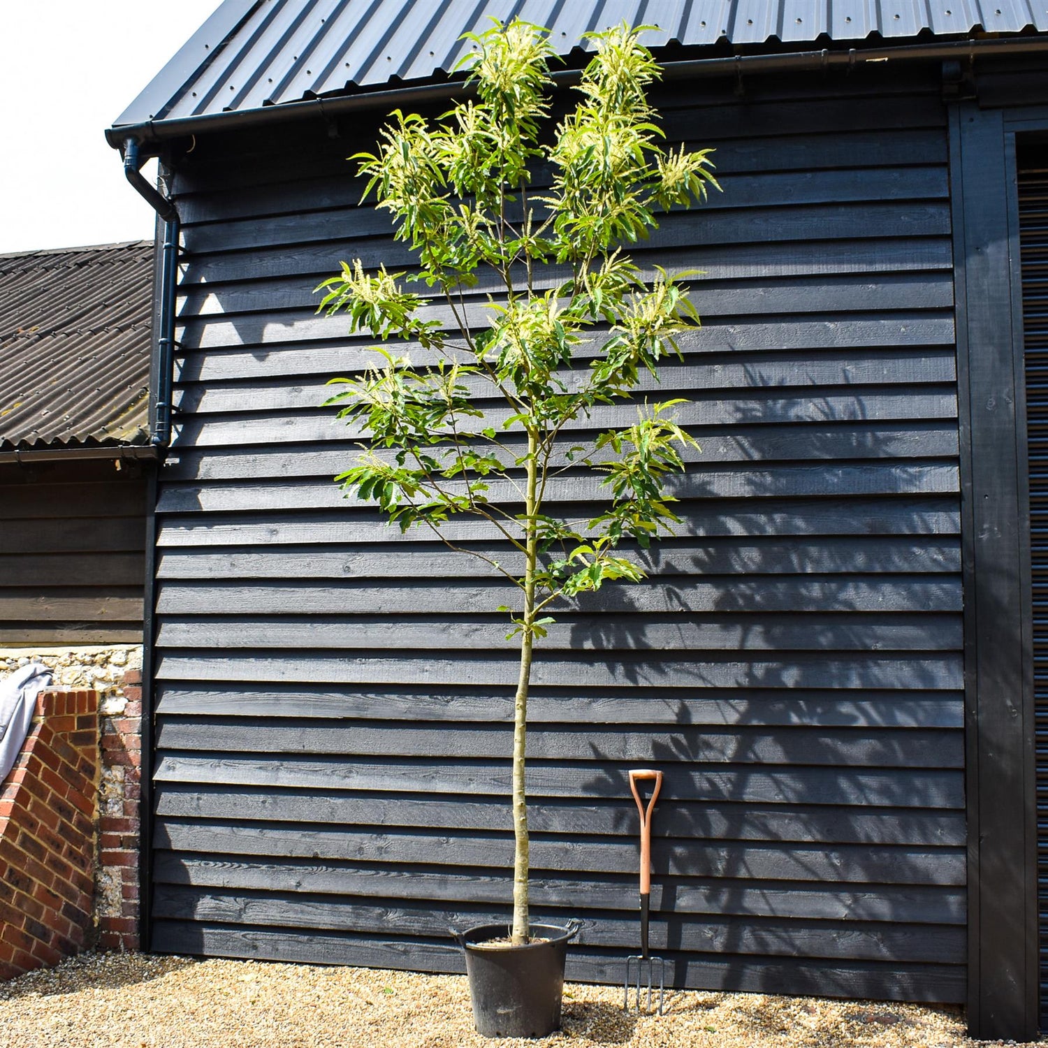 Sweet Chestnut | Castanea sativa - Height 270-290cm - Girth 10-12cm - 70lt