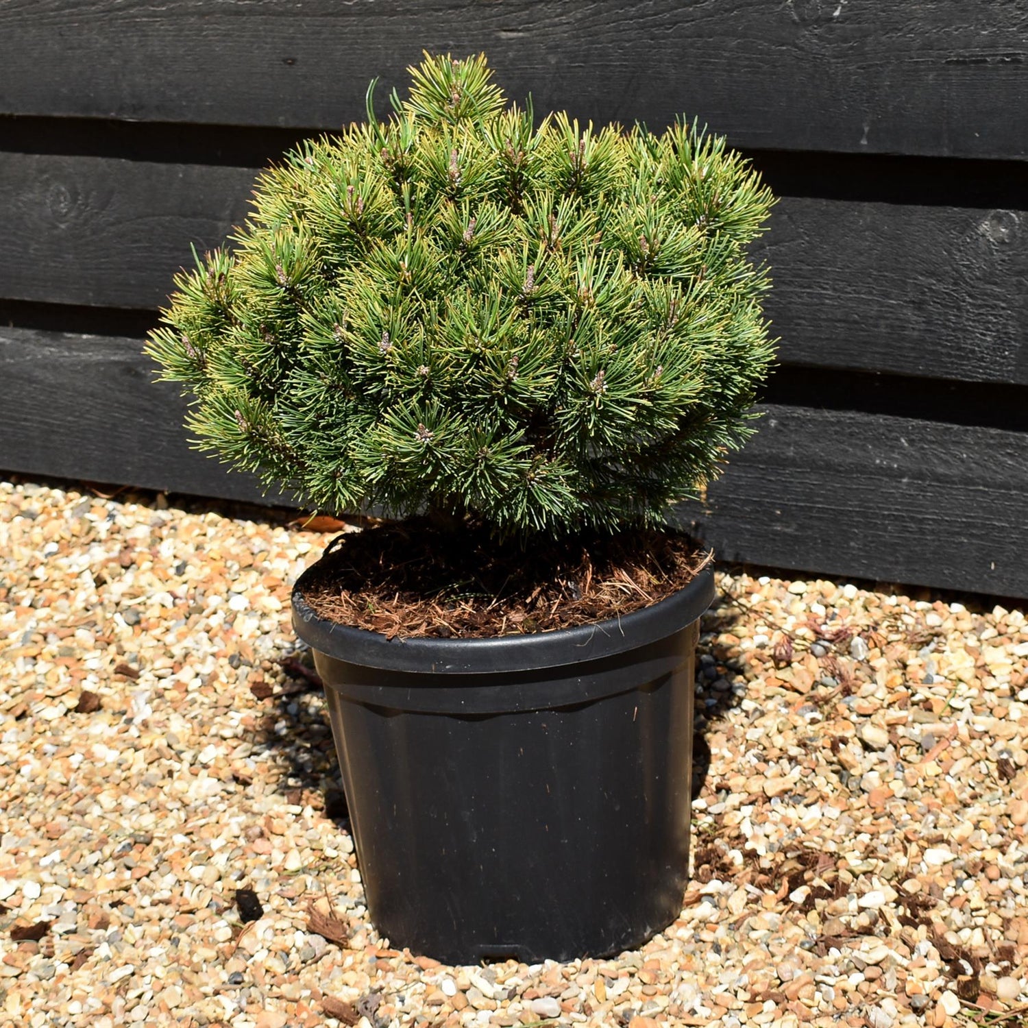 Pinus mugo 'Ophir' - Height 30-40cm - 7.5lt