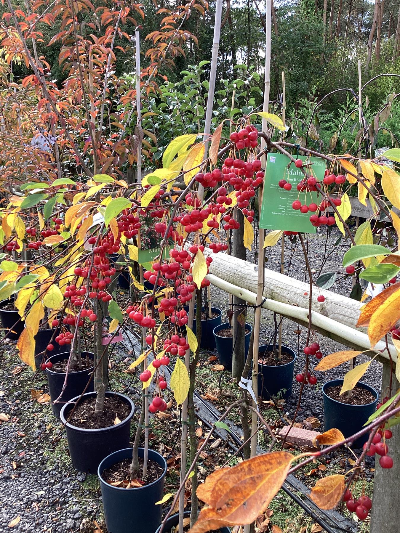 Malus Sun Rival | Weeping Crab Apple Tree - 160-180cm, 10lt