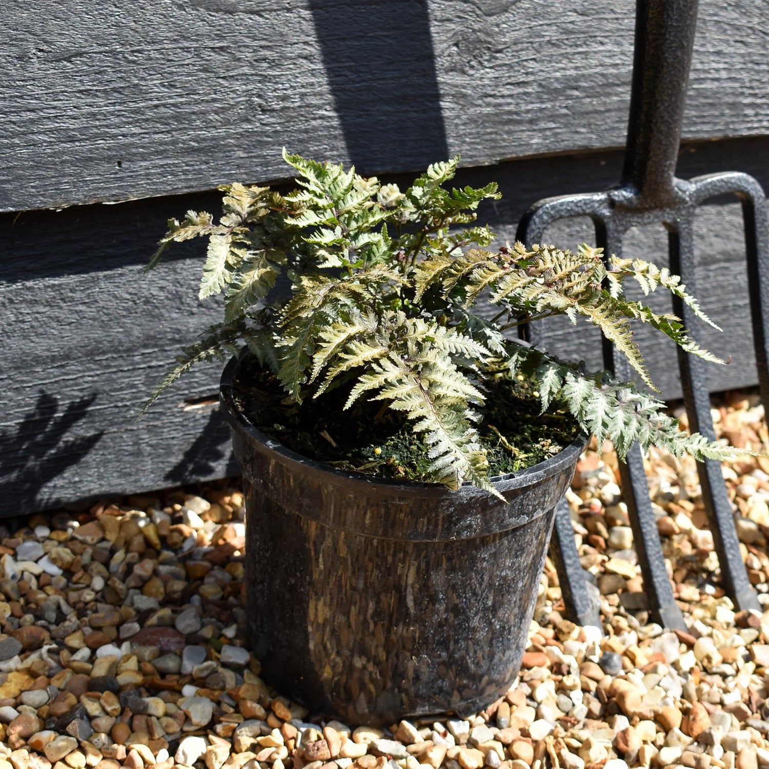 Athyrium niponicum 'Metallicum' - Fern - Height 10-20cm - 2lt