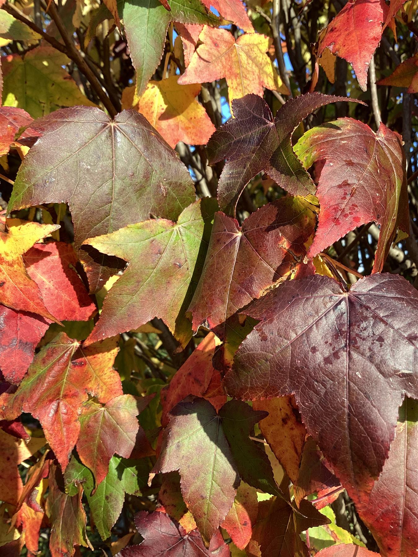Liquidambar styraciflua 'Gum Ball' | Sweet gum 'Gum Ball' - 280-300cm 350lt