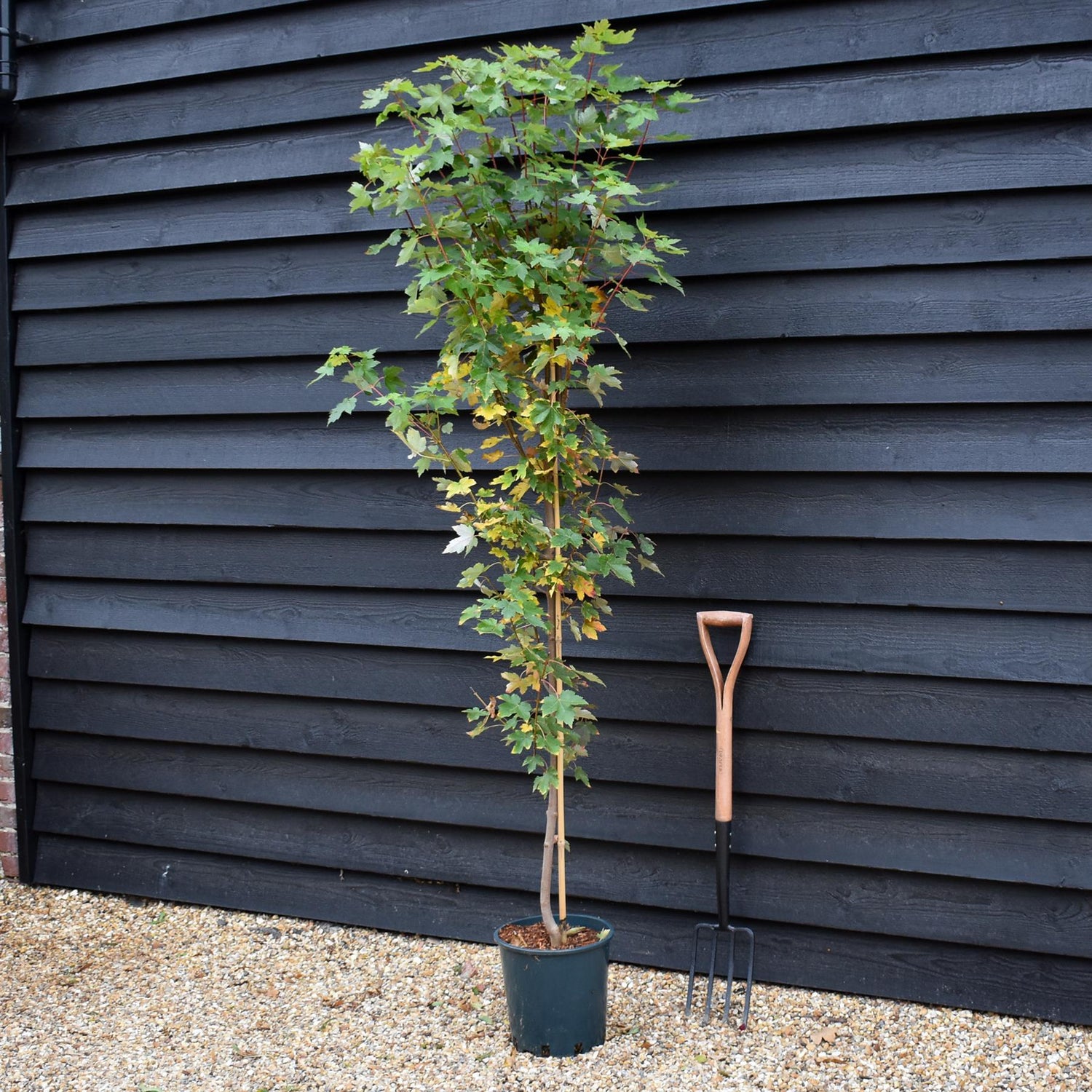 Acer Rubrum Redpointe Maple | Acer rubrum Redpointe - Height 210-230cm - 12lt