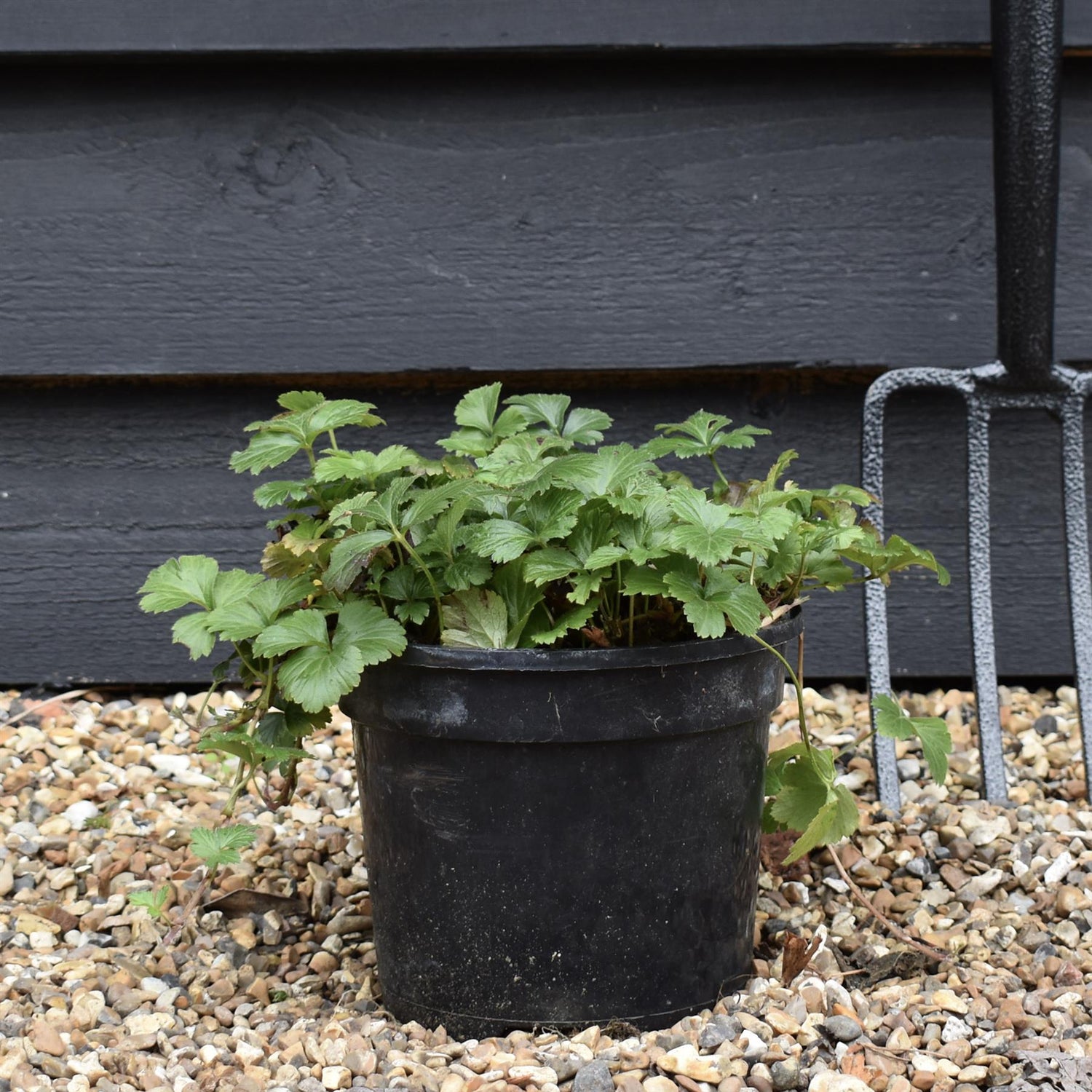 Barren Strawberry | Waldsteinia ternata - Ground cover shrub - Height Width 20-40cm - 10lt