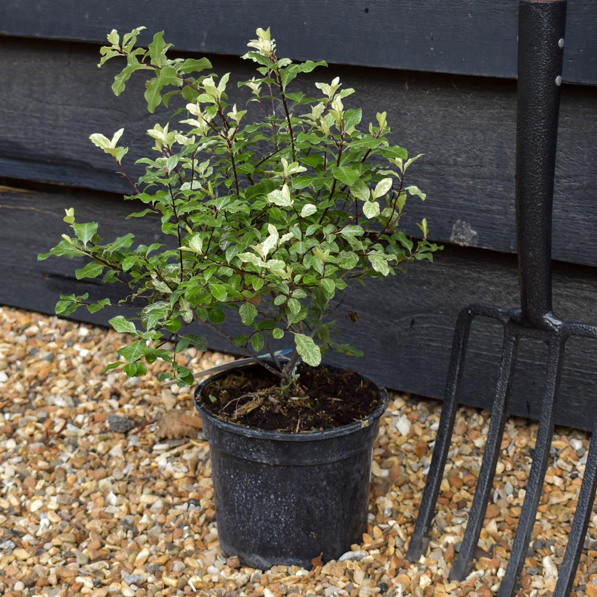 Pittosporum Irene Paterson -  H:10-20cm W:30-40cm - 3lt