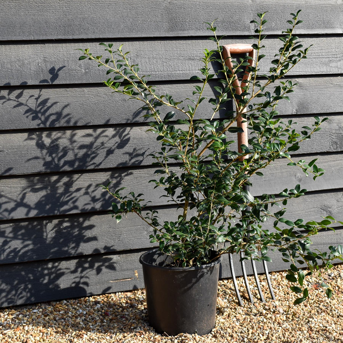 Osmanthus x burkwoodii | Burkwood Osmanthus - Height 60-80cm - 10lt