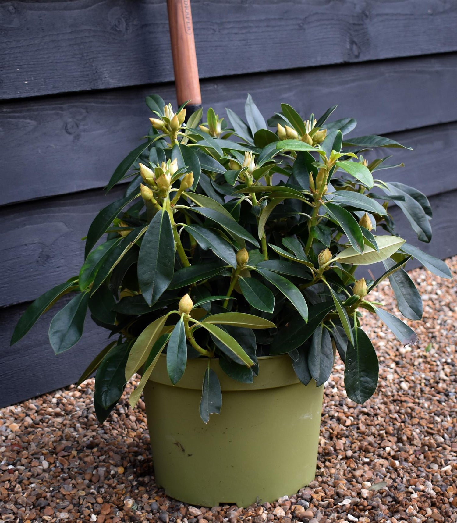 Rhododendron 'Percy Wiseman' - Shrub - Height 30-40cm - 10lt
