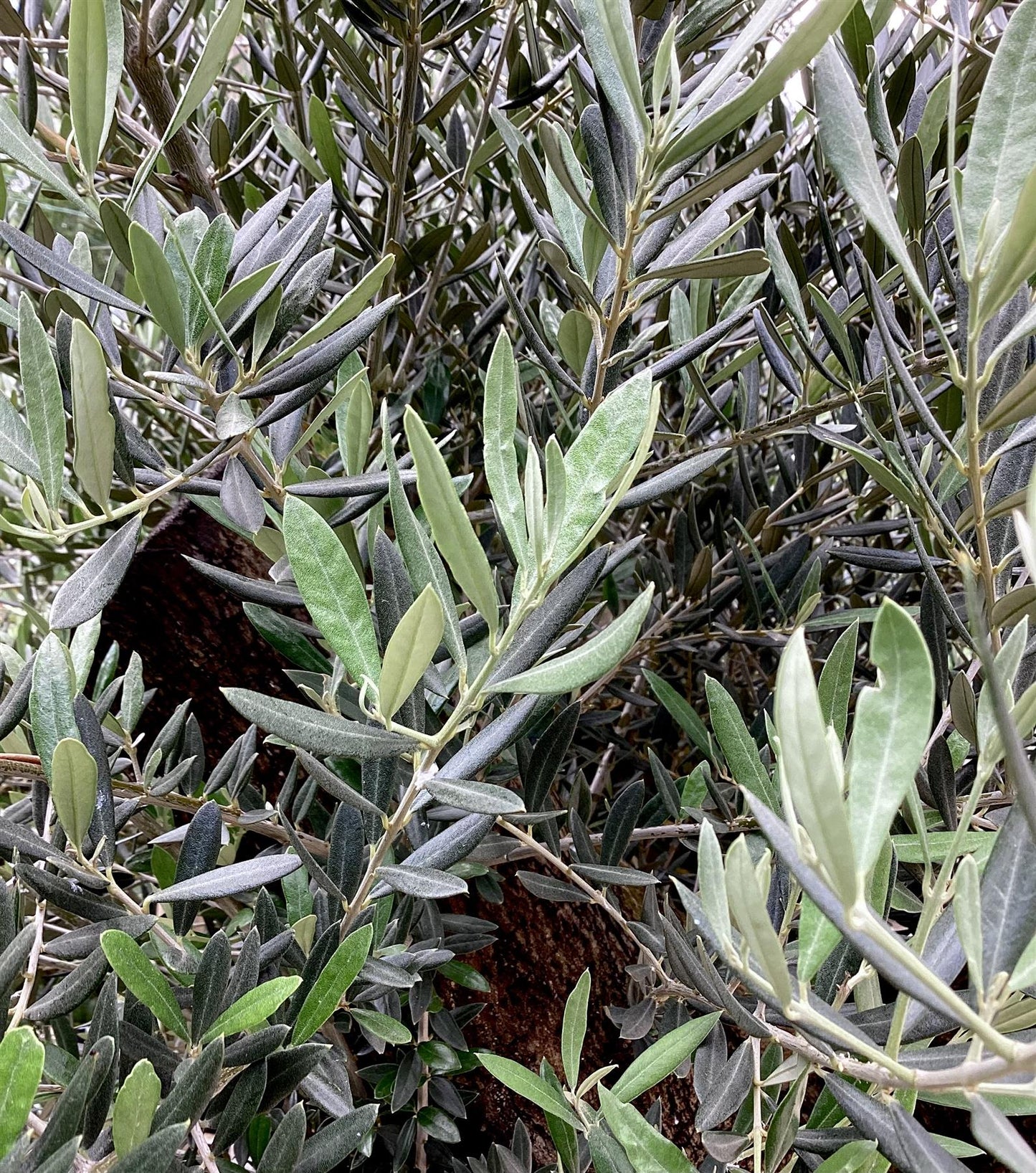 Olive Tree | Olea Europea 1/2 Standard Girth 55-65cm - 220-240cm, 130lt