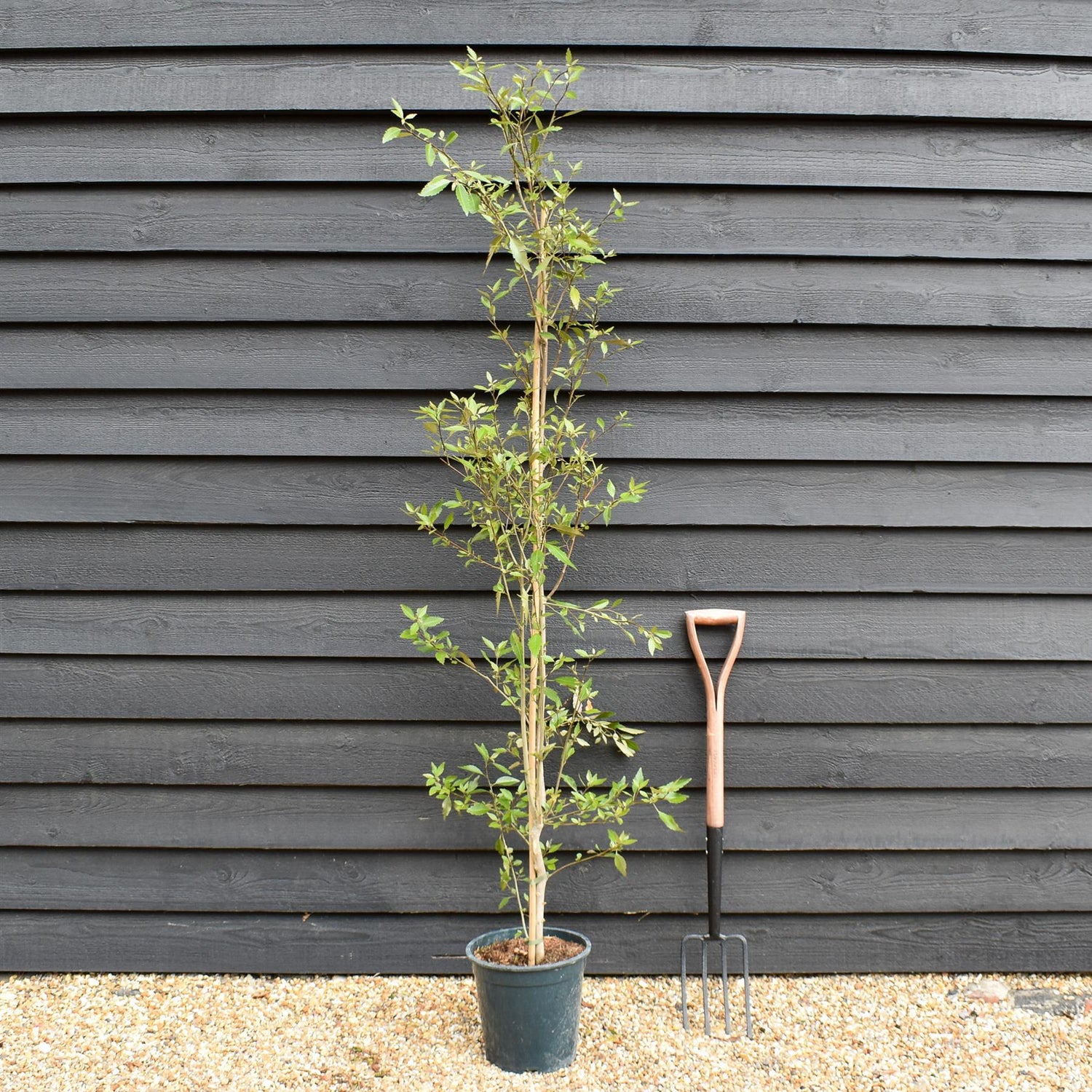 Hoheria sexstylosa Snow White | Ribbonwood - Bushy - 180-220 - 12lt