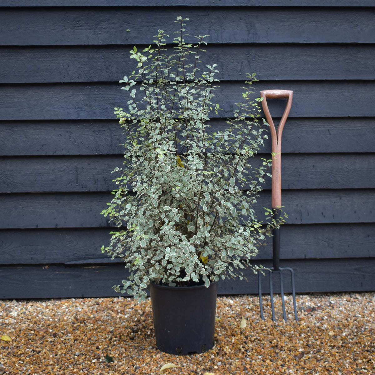 Pittosporum Victoria | Tawhiwhi 'Victoria' - Height 80-100 - 12lt