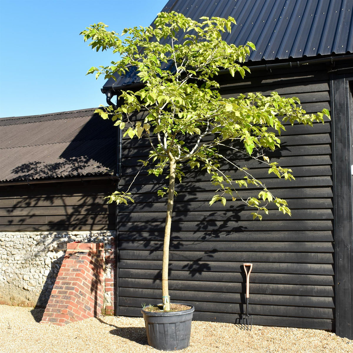 Morus Alba | White Mulberry -  Girth 21cm - Clear Stem 190cm - Height 390-410cm - 130lt