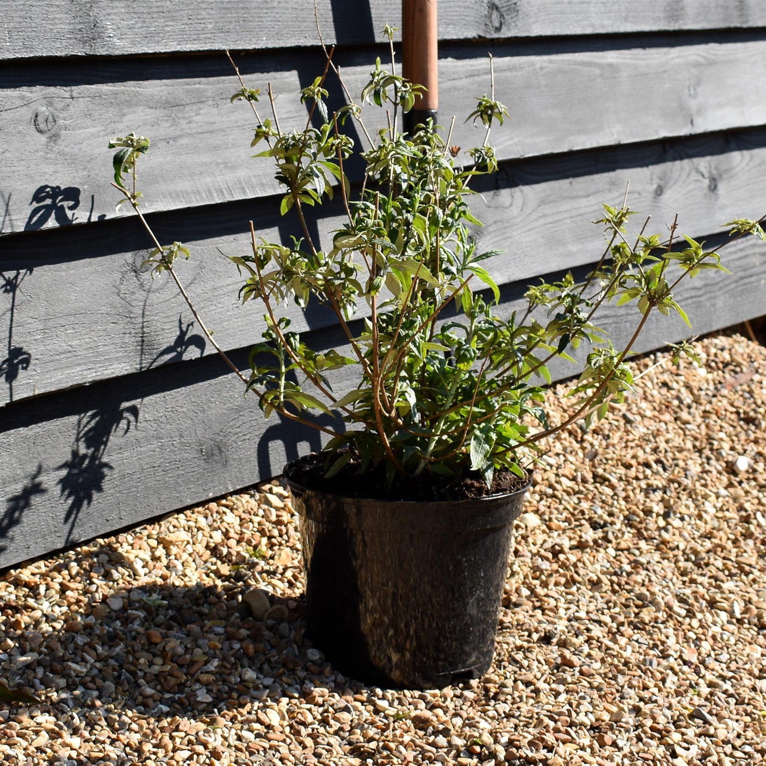 Buddleja White Bouquet - Shrub - Height 40-60cm - 5lt