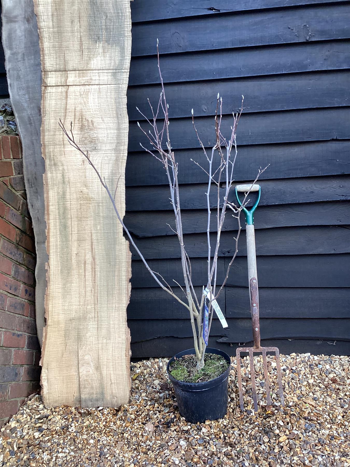 Magnolia Jane - 90-110cm, 5lt