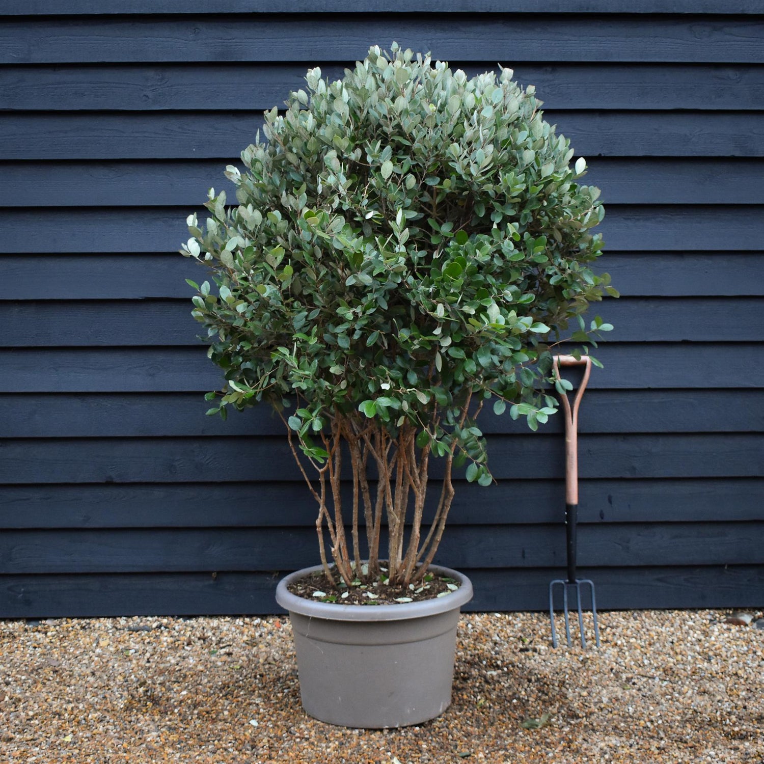 Feijoa (acca) sellowiana | Pineapple guava -  Umbrella - Height 140cm - 50lt