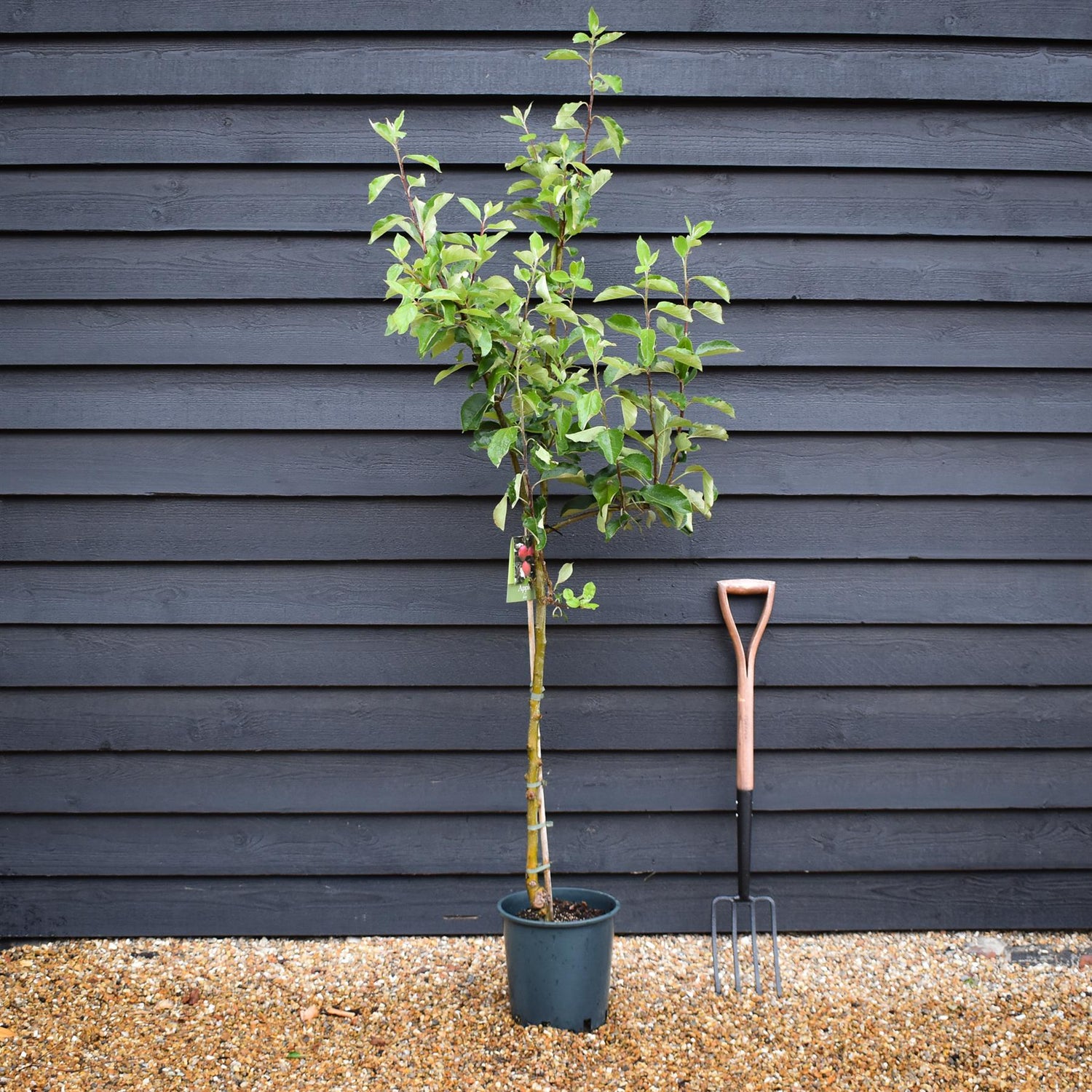 Apple tree 'Katy' | Malus domestica - MM106 - Semi-Dwarfing - 140-150cm - 10lt