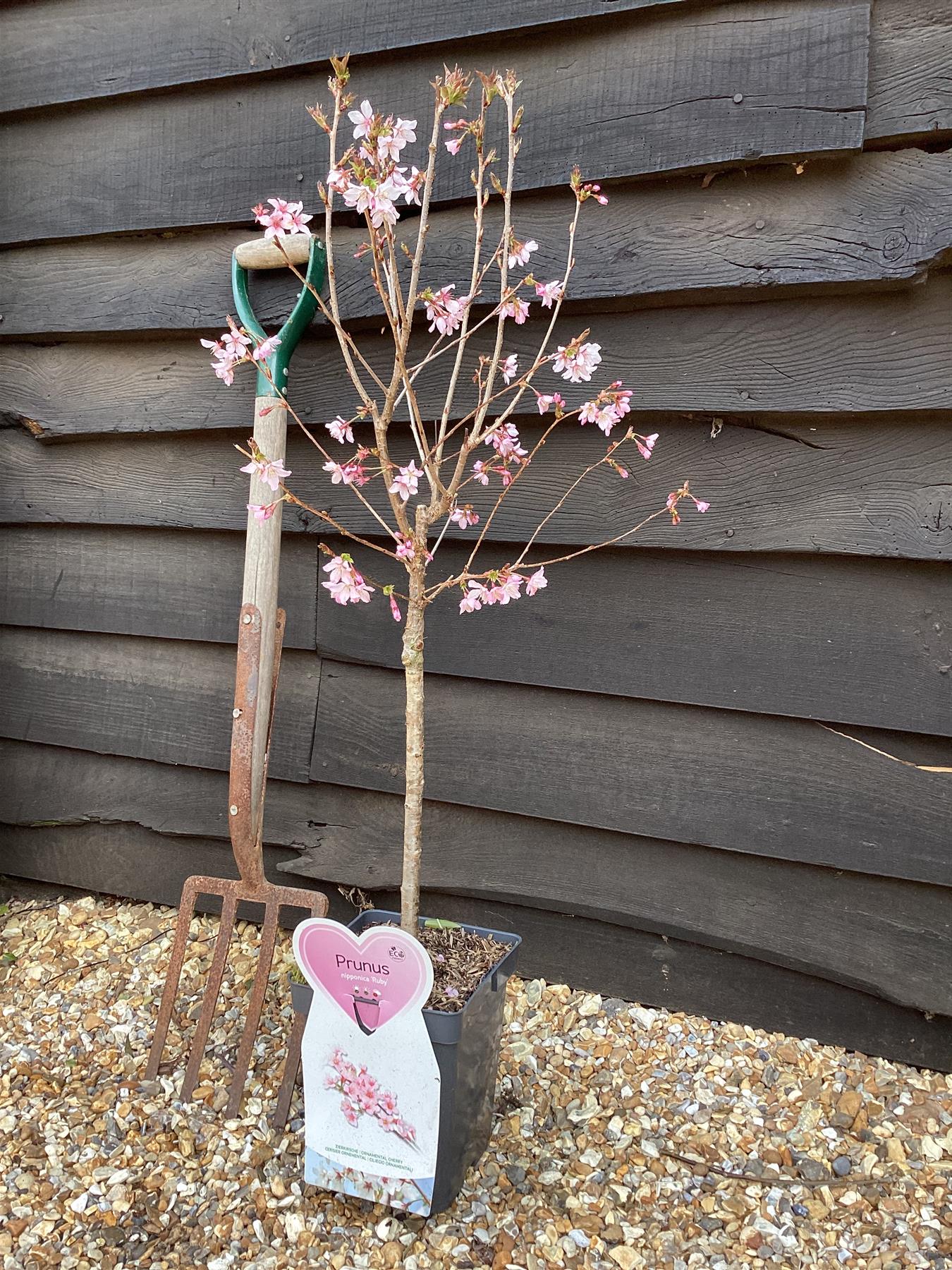 Prunus nipponica 'Ruby' | Japanese Alpine Cherry ‘Ruby’ - 100-120cm, 7lt