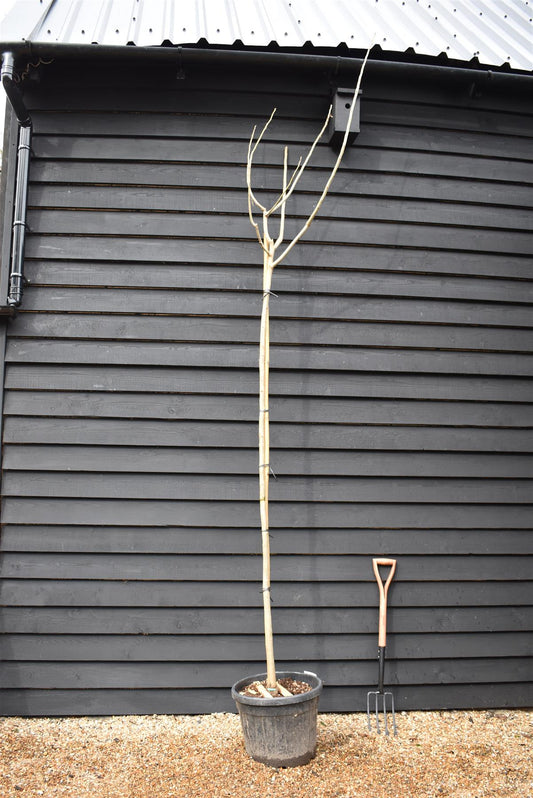 Persian Silk Tree | Albizia Julibrissin - Clear Stem - Girth 8-10cm - 300cm - 55lt