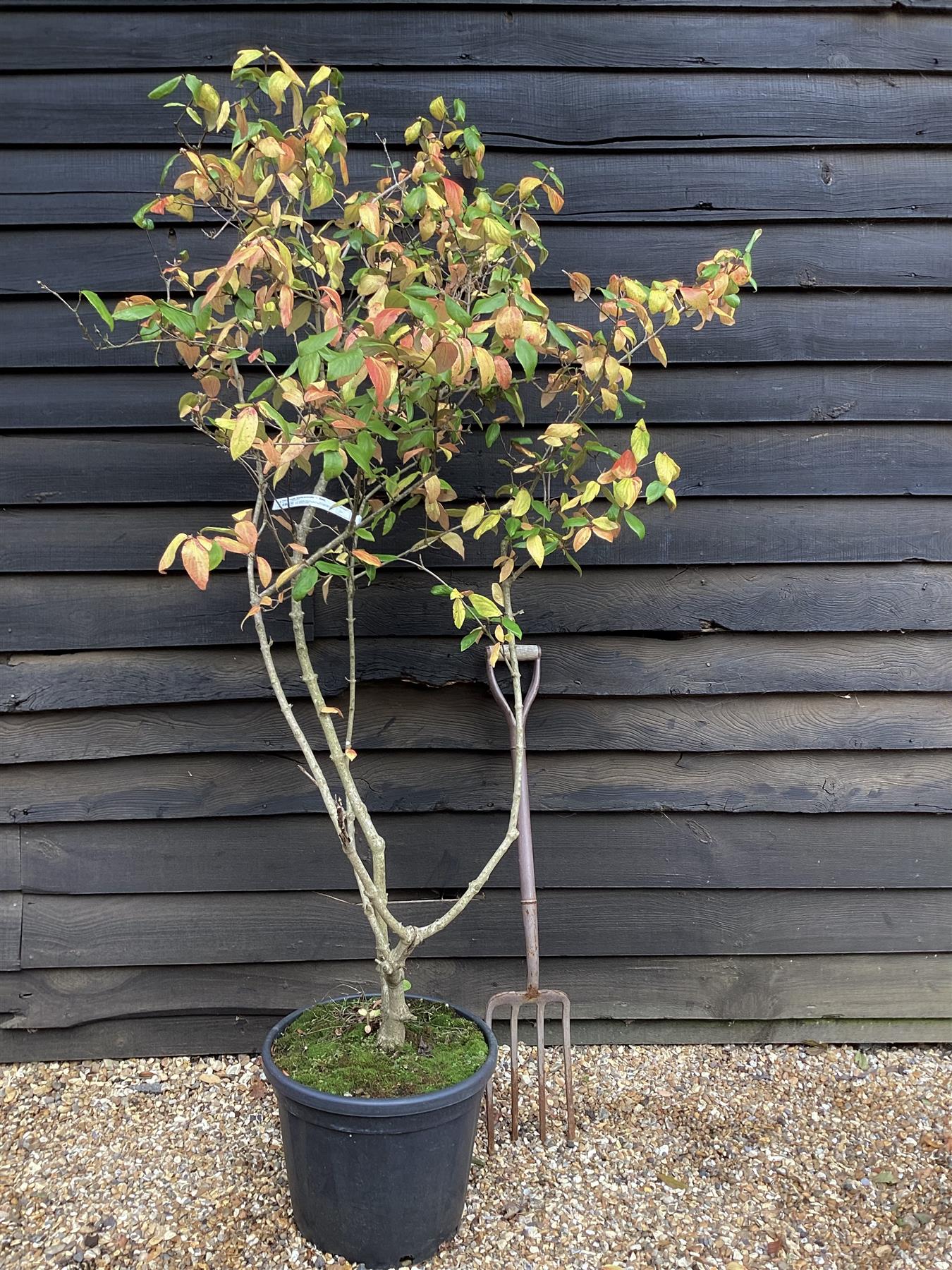 Viburnum burkwoodii | Burkwood viburnum - 30lt