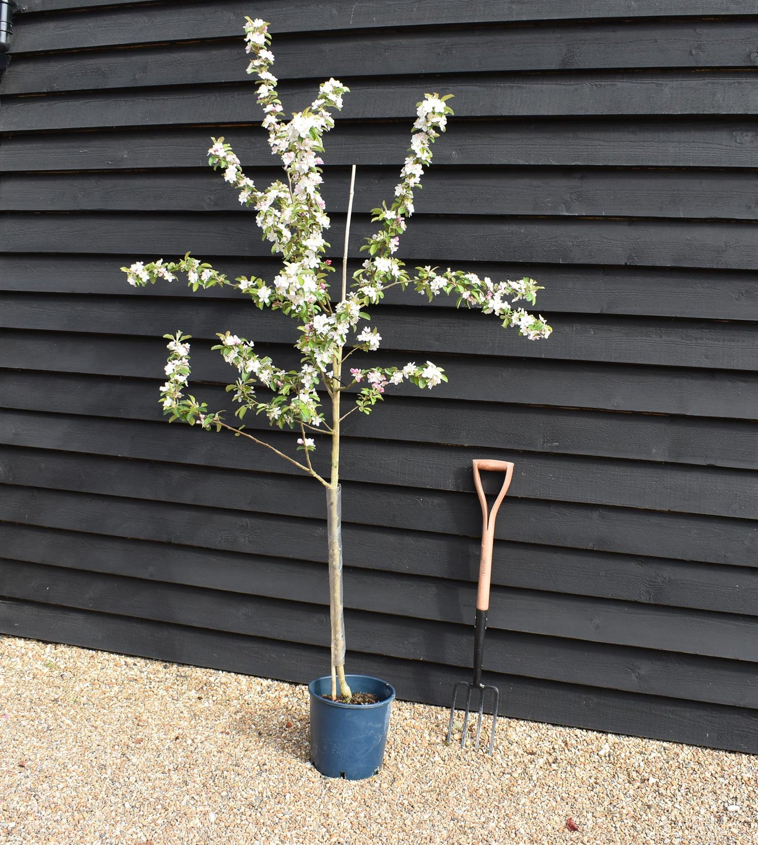 Crab apple | Malus Yellow Siberian - 160-180cm - 12lt