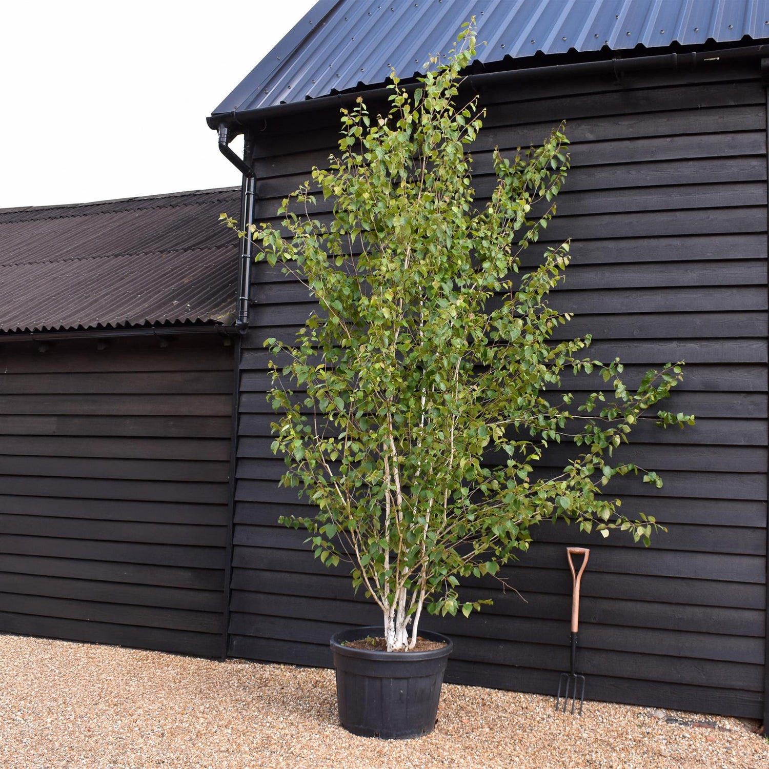 Himalayan Silver Birch |Betula utilis - Multi Stem - Height 310-350cm - 130lt