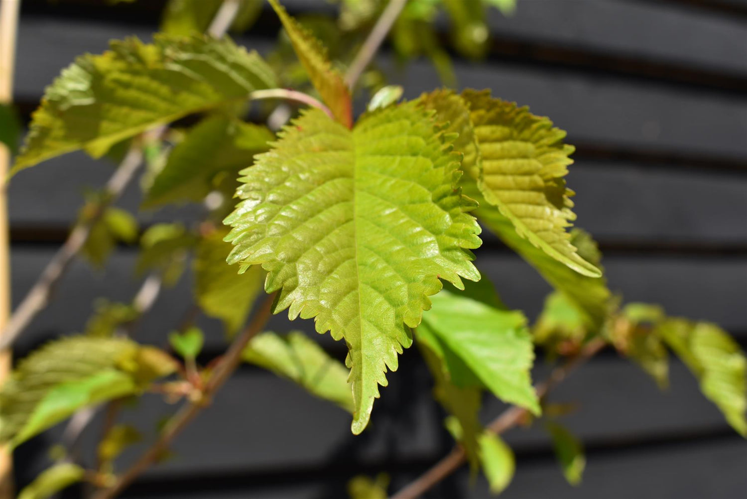 Prunus Avium Plena | Wild Cherry Tree, Height 190-210cm - 10lt