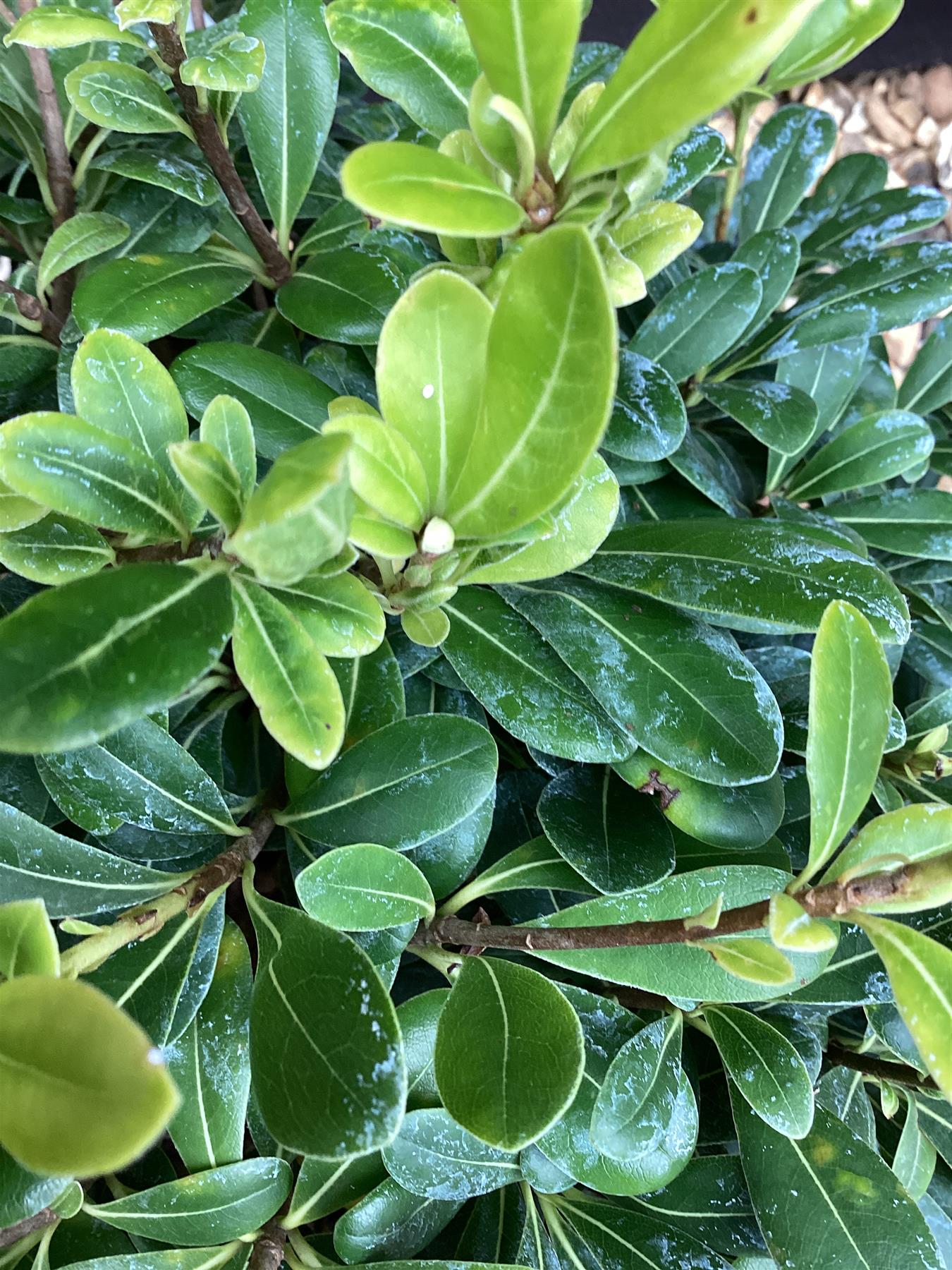 Pittosporum tobira | Austrian laurel - 80-100cm, 25lt