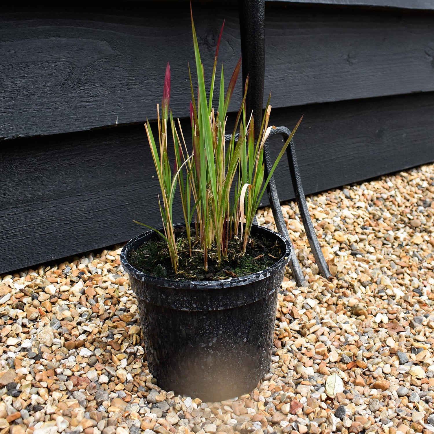 Imperata cylindrica 'Red Baron' | Japanese Blood Grass 20-30cm - 2lt