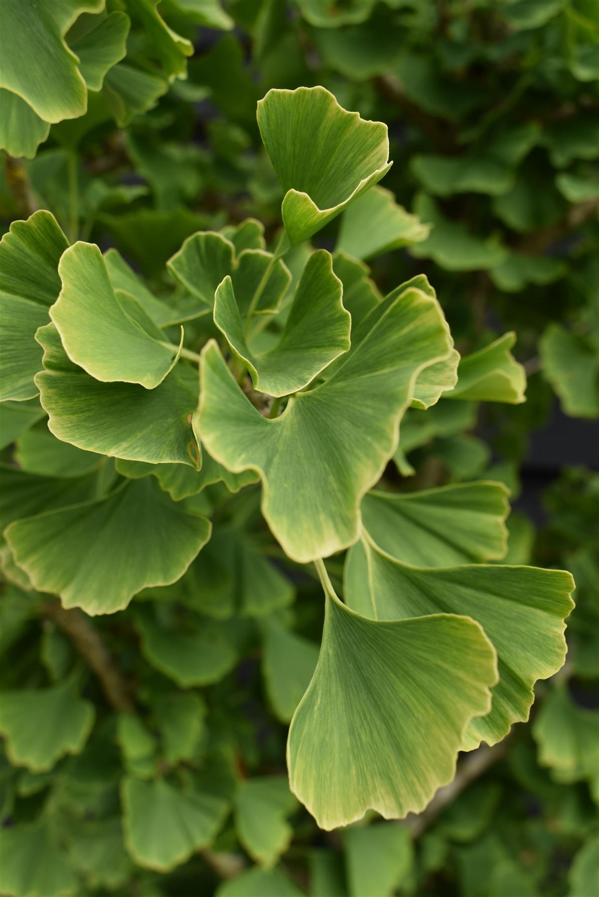 Ginkgo biloba 'Pyramidalis' | Maidenhair Tree - 250-300cm, 90lt
