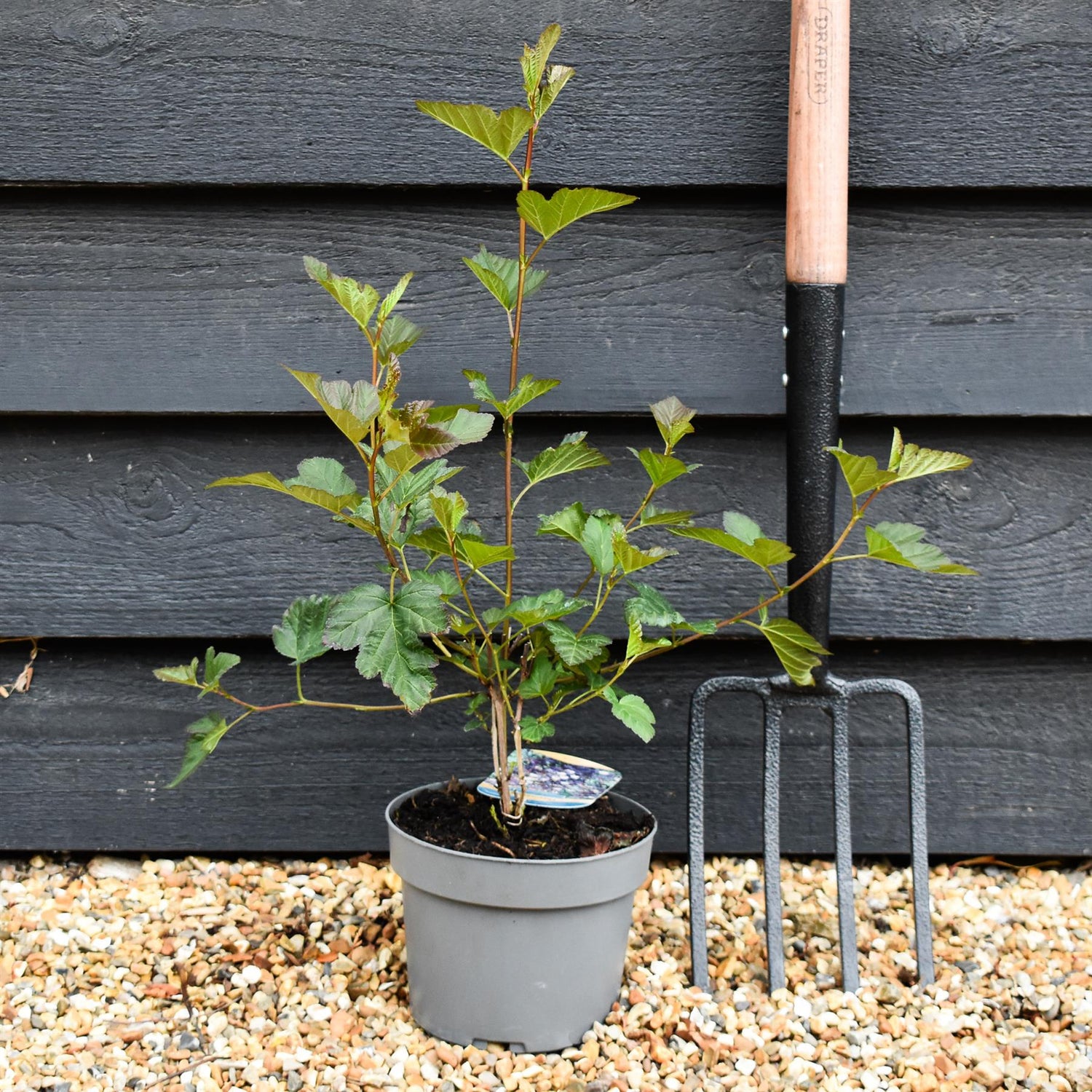 Physocarpus opulifolius 'Diablo' - Shrub - Height 15-25cm - 2lt