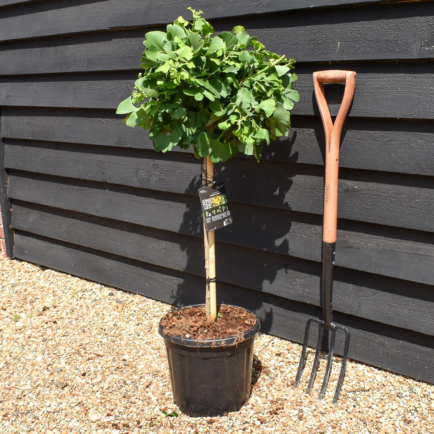 Ginkgo biloba 'Mariken' | Maidenhair Tree- Half Standard - Clear Stem 60cm - Height 90-100cm - 15lt