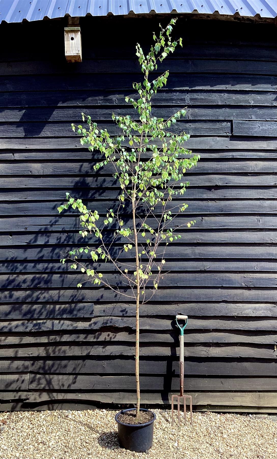 Betula Pendula | European White Birch - 150-200cm, 20lt