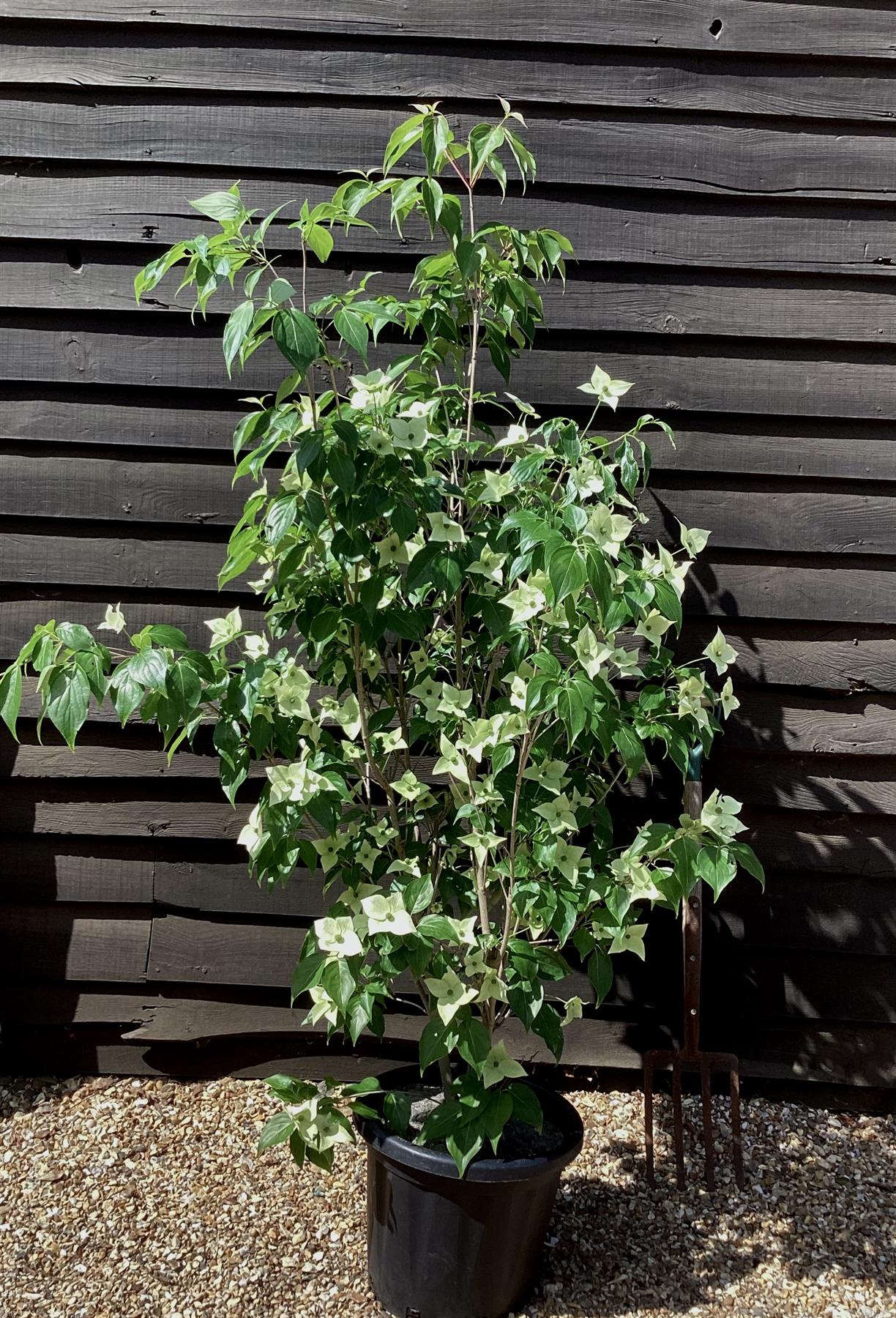Cornus kousa 'Milky Way' | Dogwood 'Milky Way' - Bush - Height 130-150cm - 25lt