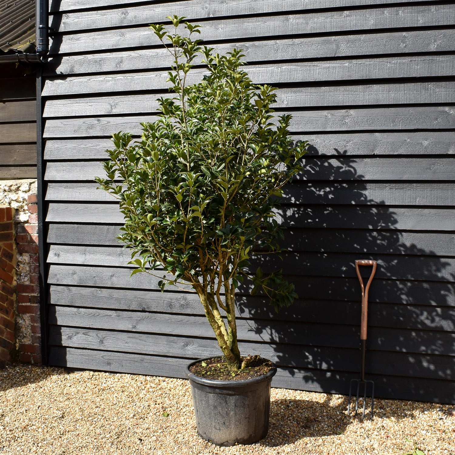Osmanthus Aquifolium | Holly Olive - MultiStem - Height 180-200cm - 70lt
