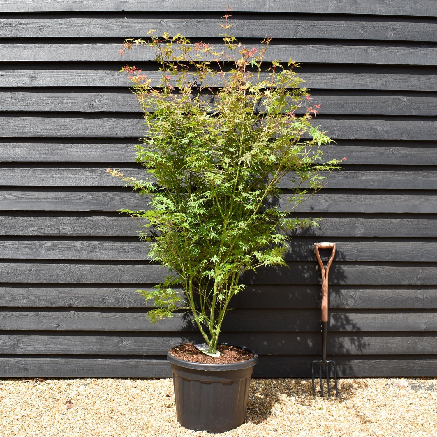 Acer palmatum 'Phoenix' | Japanese maple 'Phoenix' - Bushy - 180-200cm - 55lt