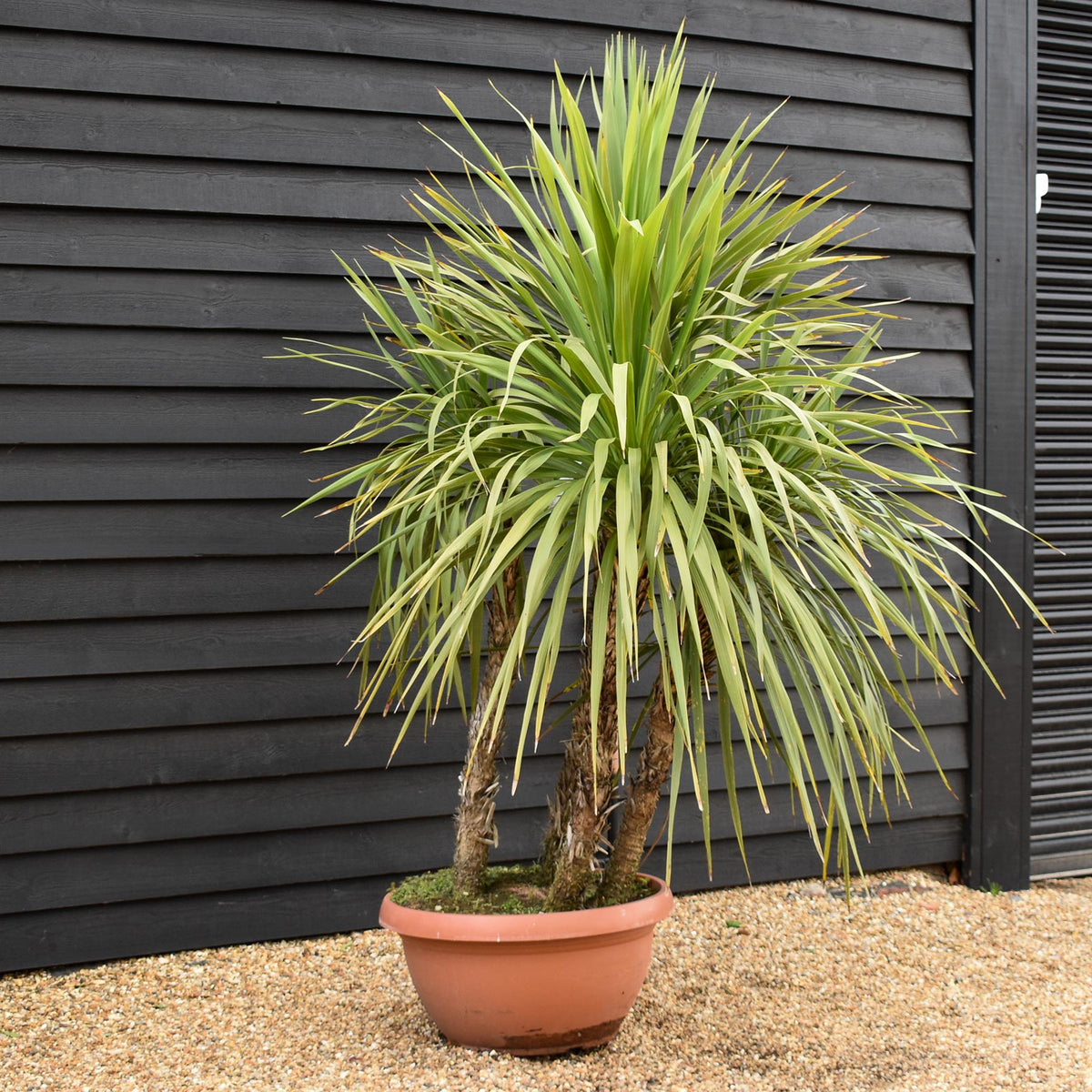 Cordyline australis (cabbage palm) | New Zealand Cabbage Palm - Bowl - Multistem x 3-4 - Stem 20-30cm - Height 110-130cm - 90lt