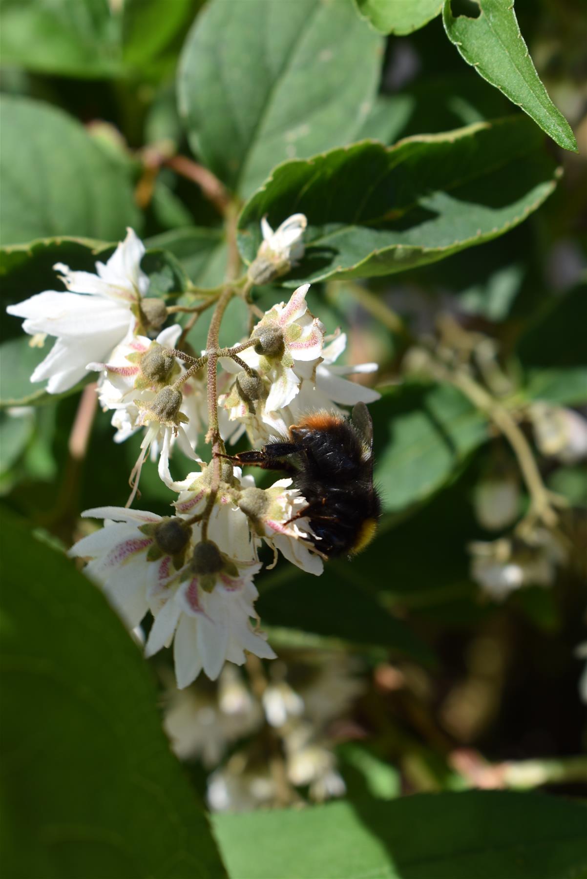 Deutzia scabra 'Plena' - 60-75cm, 10lt