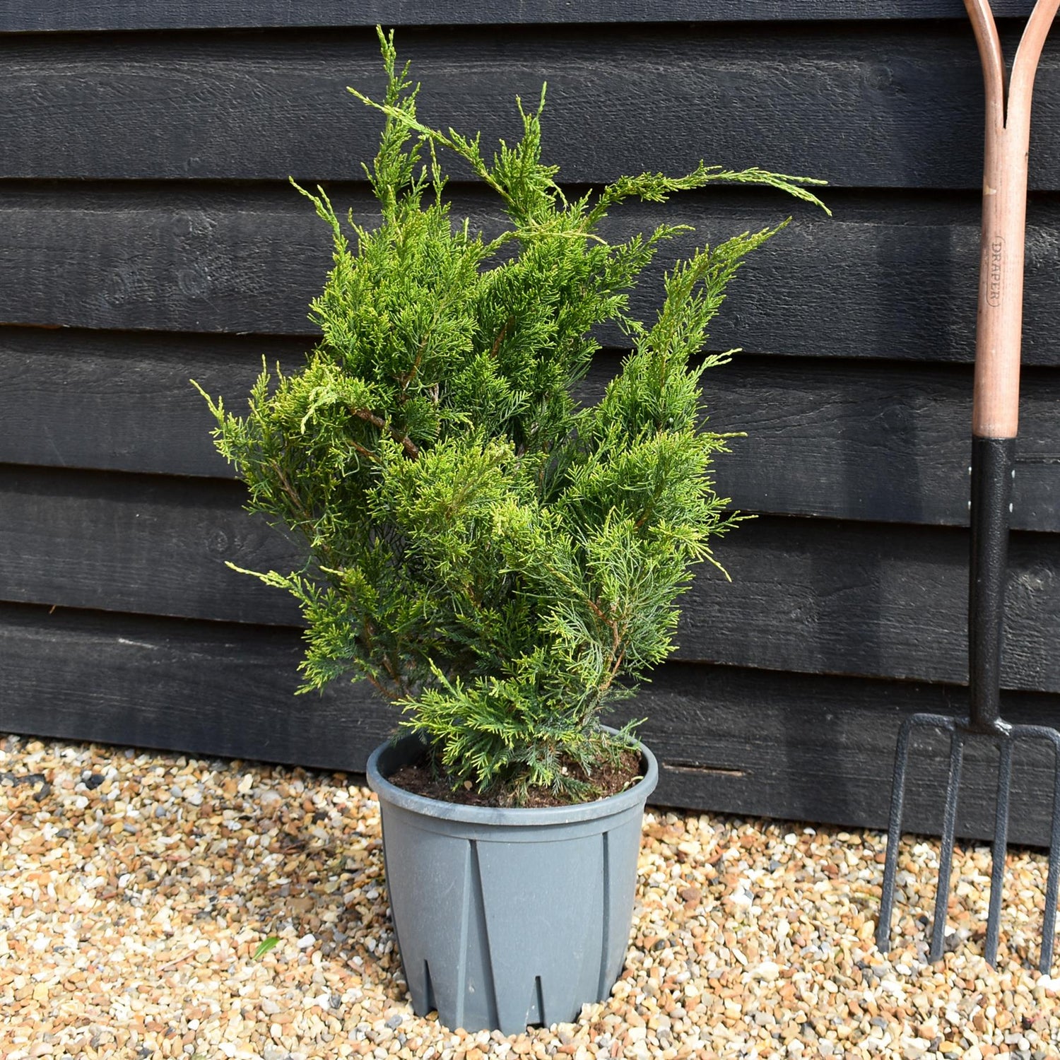 Juniperus media ' Mint Julep' - Shrub - Height 30-60cm - 10lt