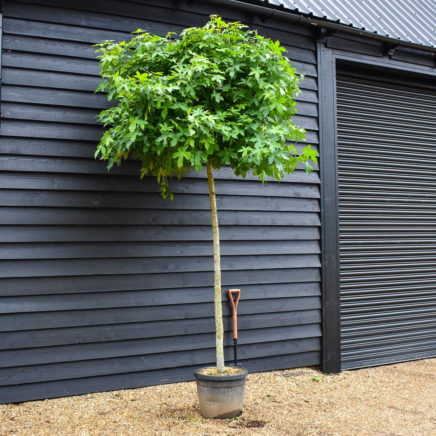 Liquidambar styraciflua 'Gum Ball' | Sweet gum 'Gum Ball' - 180-220cm, 45lt