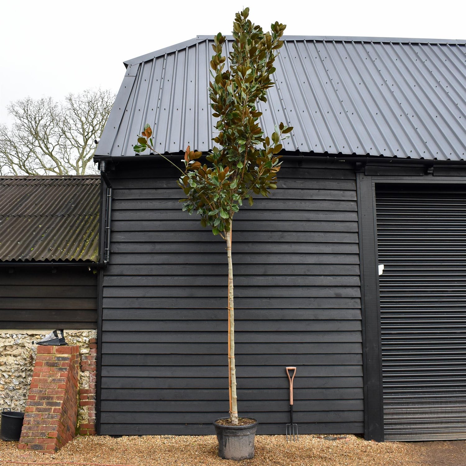 Magnolia Grandiflora Francois Treyve - Standard - Clear Stem 460-520cm - 70lt