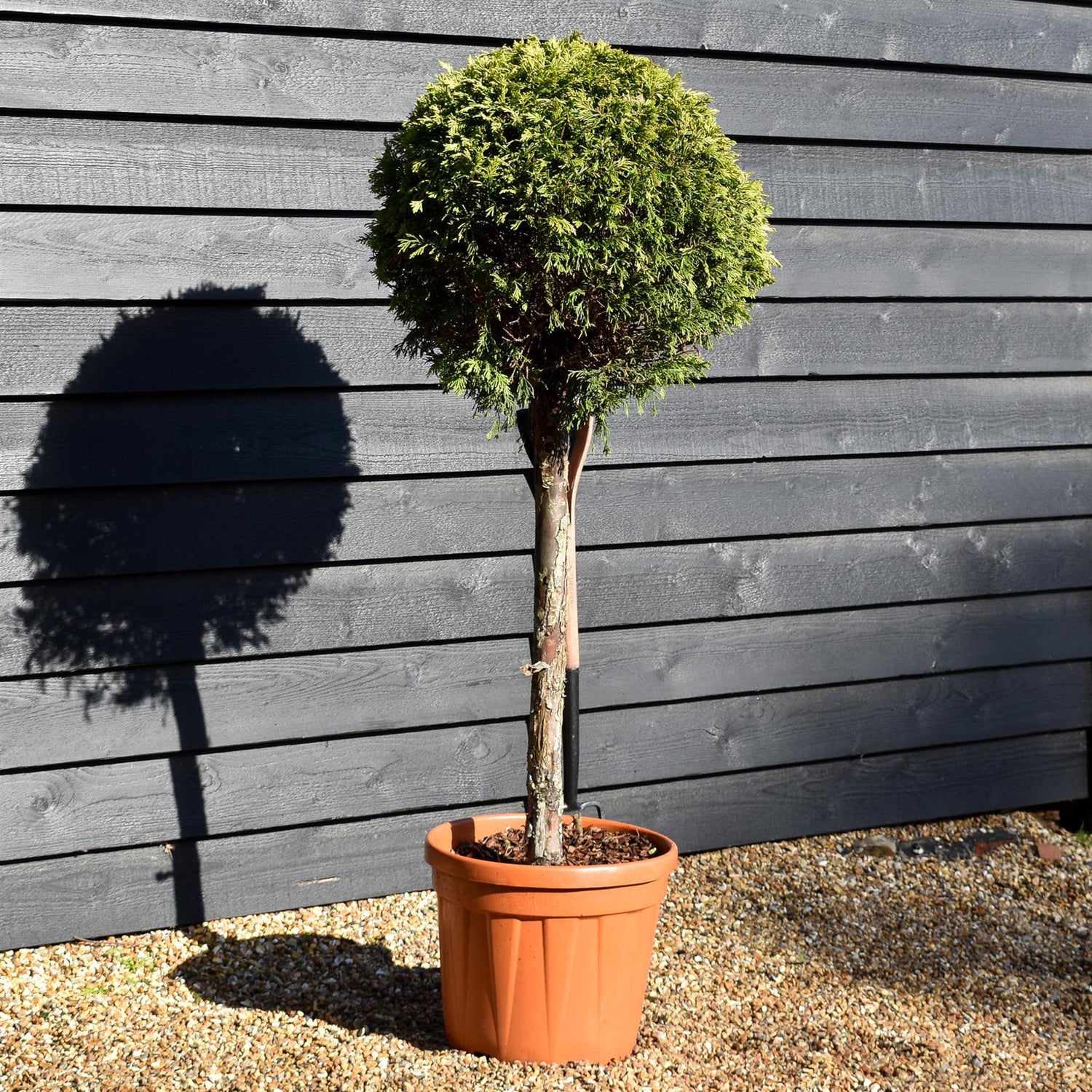 Leyland Cypress 'Gold Rider' - Clear Stem 75cm - Height 130cm -25lt