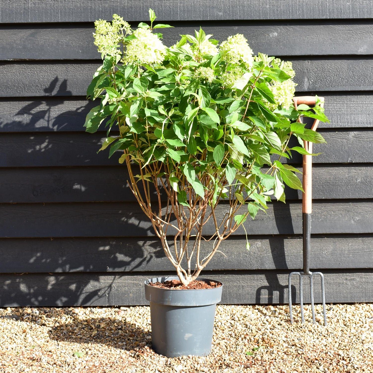 Hydrangea paniculata 'Skyfall' - Height 50-60cm - 15lt