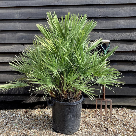 Chamaerops humilis | European Dwarf Fan Palm - 70-100cm, 30lt