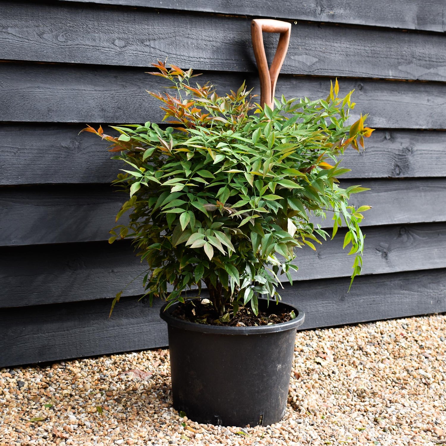 Nandina domestica Obsessed 'Heavenly Bamboo' Seika - Height 50-70cm - Width 50cm - 20lt