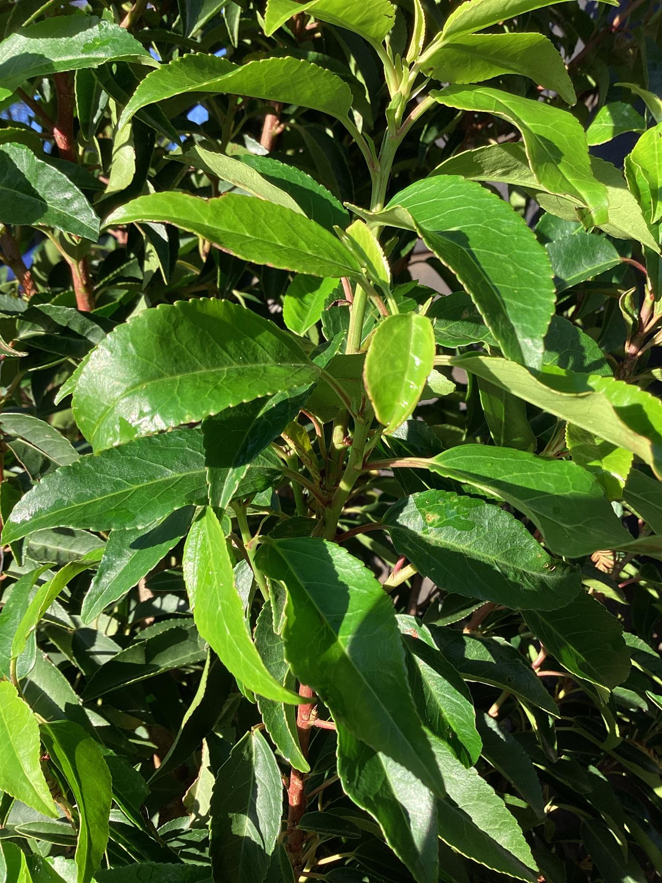 Prunus lusitanica | Portuguese Laurel Cherry - Height 140-160cm - 30lt