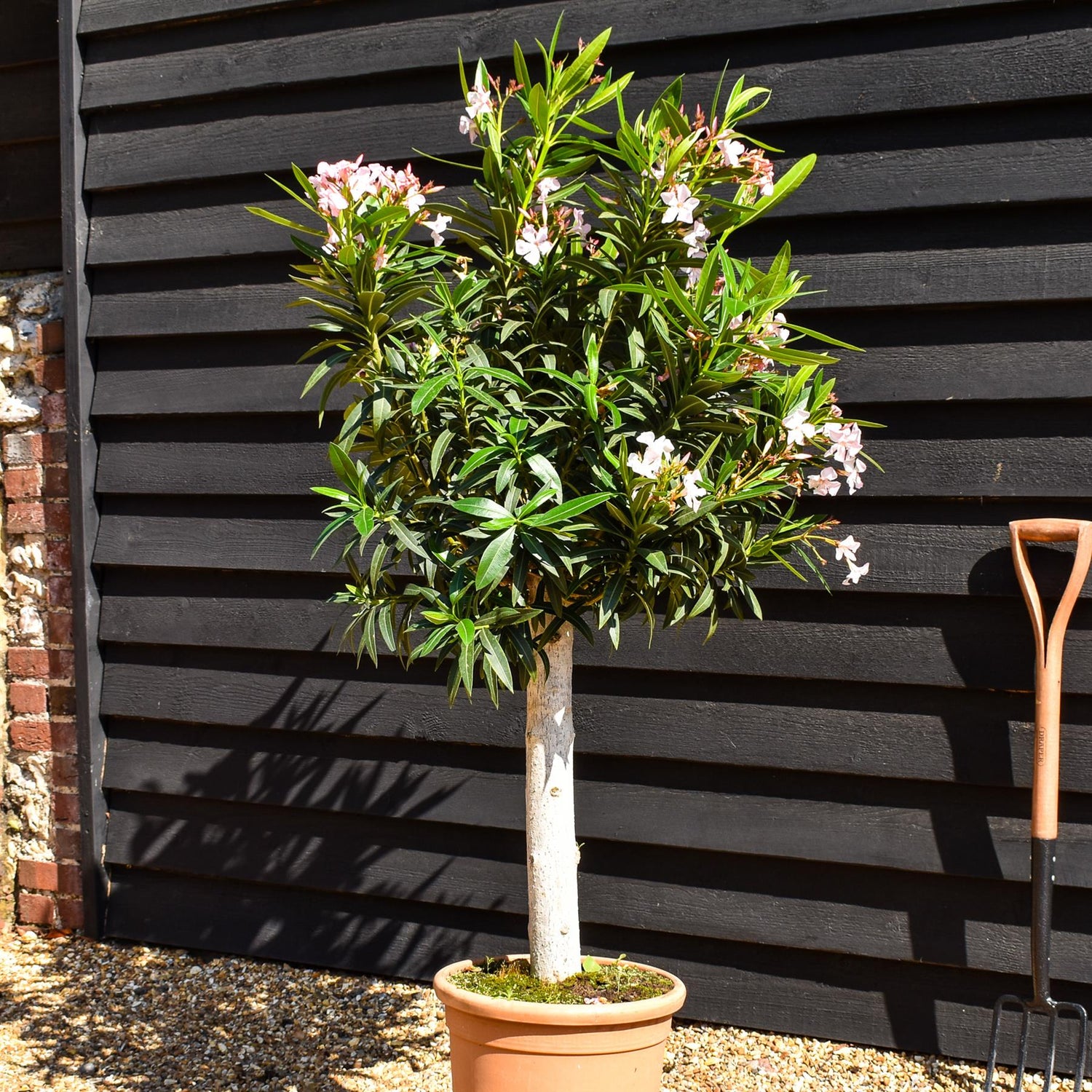 Nerium oleander - Pink- Clear Stem 50-60cm - Height 130-150cm - Girth 20-22cm - 30lt