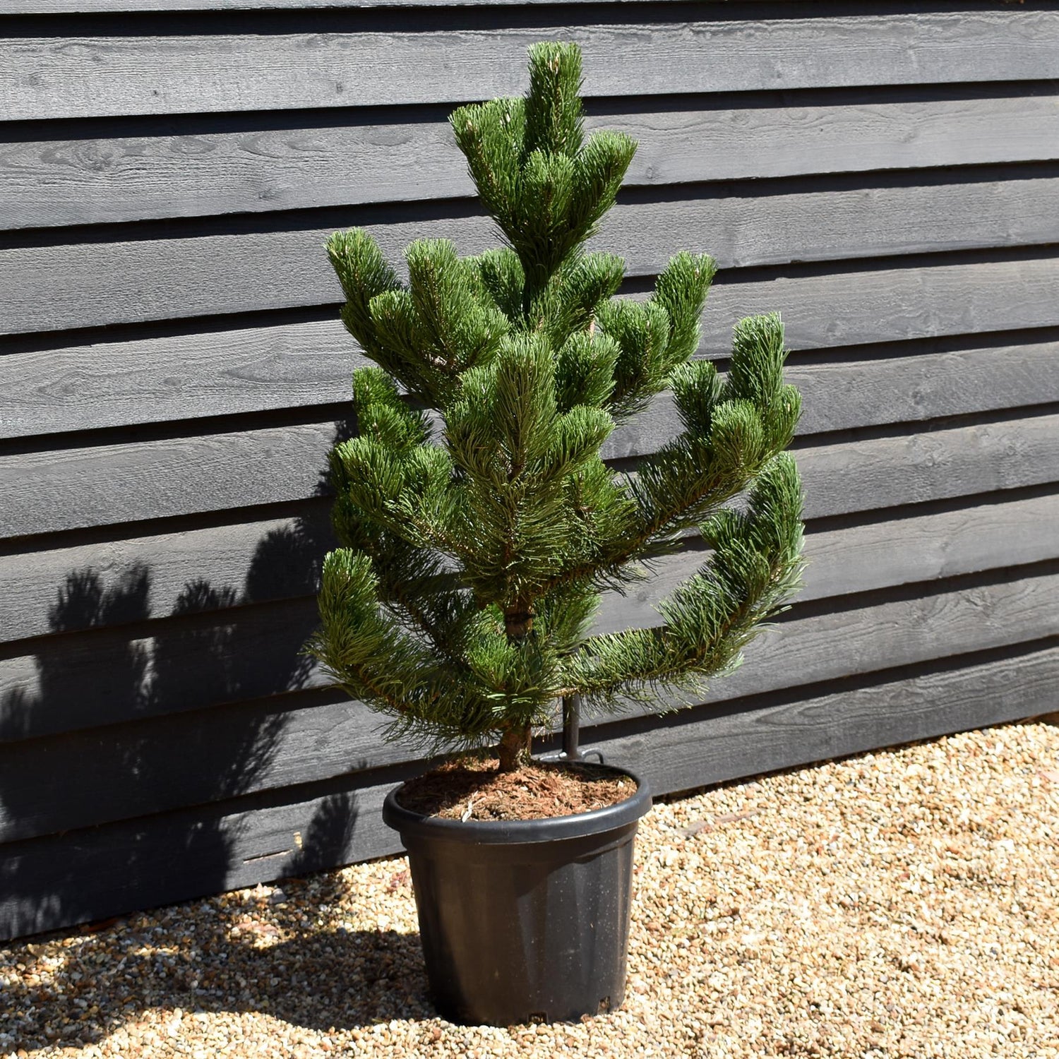 Pinus nigra 'Oregon Green' | Austrian pine 'Oregon Green' - Height 110-120cm - 25lt